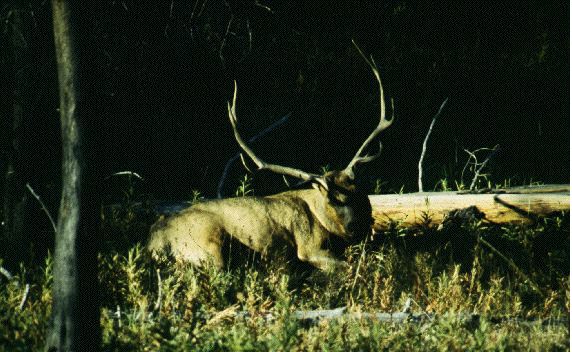 Yellowstone stag